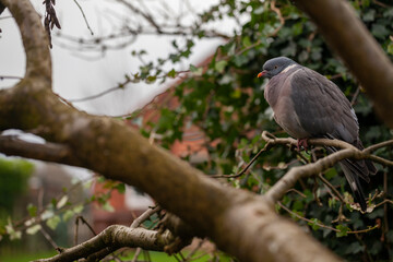 Wood Pigeon (Columba palumbus) roosting in a  Laburnum tree in an English garden.