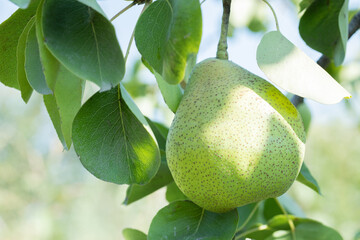 Green pear on the tree across green leaves