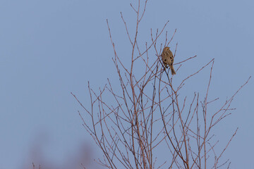 Dziki ptak skowronek polny siedzący na gałęzi. - obrazy, fototapety, plakaty