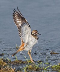 killdeer (charadrius vociferus) stretching wings while standing at shore line, orange tail, red orange eye, black rings on neck, incredible feather detail, long yellow legs, shallow water