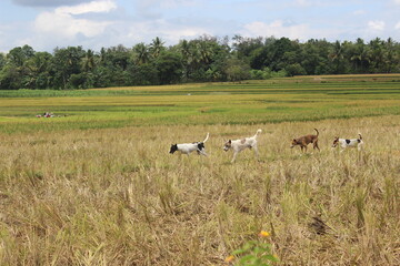 Fototapeta premium A pack of dogs down the fields