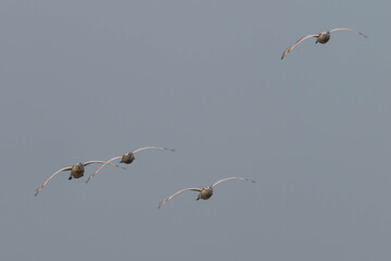 Młode łabędzie w locie. © boguslavus