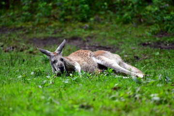 Kangeroo Wake