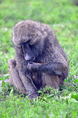 Baboon Snacking 2