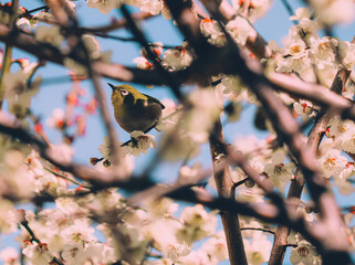 Warbling white-eye bird on a blooming plum tree