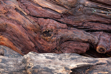 Many types of driftwood texture