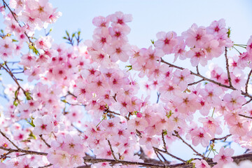 桜満開　鹿児島県　出水市