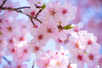 Fototapeta premium 桜満開 鹿児島県 出水市