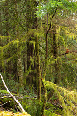 Mossy tree in a forest