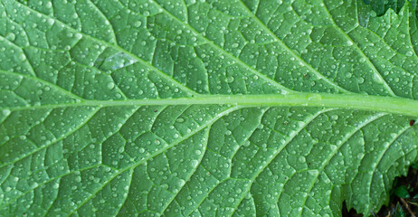 close up of green leaf