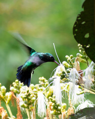 Colibri polinizando flor de guama.