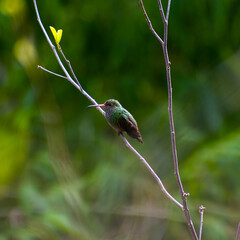 Pequeño colibrí perchado. © Jeremias