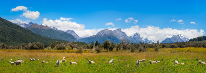 Fototapeta na wymiar Panoramic landscape with meadows full of sheep and snow-capped mountains in Mount Aspiring National Park, New Zealand, South Island.