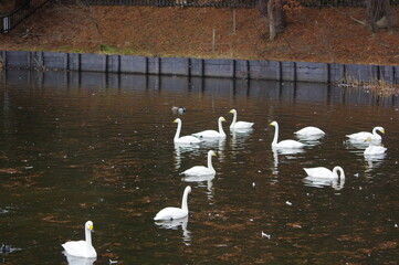 厳しい寒さを避けて越冬で飛来地へと渡ってきた、美しい白い羽毛のオオハクチョウ