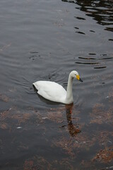 Obraz premium 厳しい寒さを避けて越冬で飛来地へと渡ってきた、美しい白い羽毛のオオハクチョウ