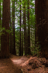 Obraz premium path in the woods