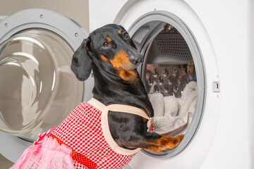 Funny dachshund dog in maid uniform with apron does housework and puts dirty laundry in drum of washing machine to clean. Daily chores of housewife.
