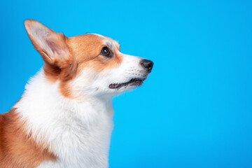 Portrait of thoughtful Welsh Corgi pembroke puppy looking up in anticipation. Obedient dog executes...