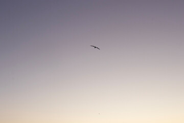 birds flying in the sky