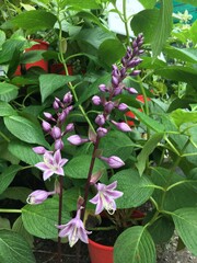 Hosta flower