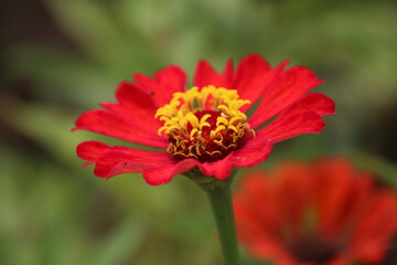 red flower macro