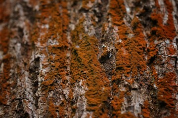 lichen on tree bark