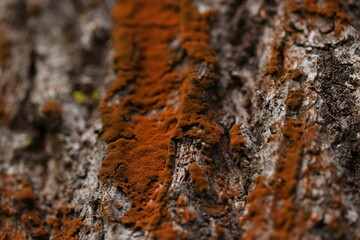 lichen on tree bark