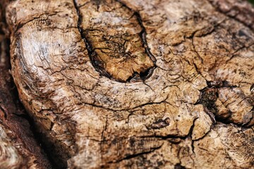 close up of tree trunk