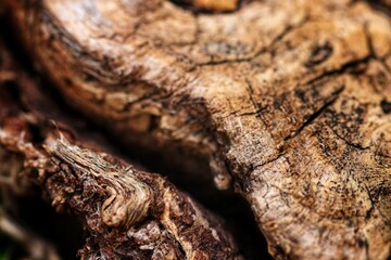 close up of a tree bark