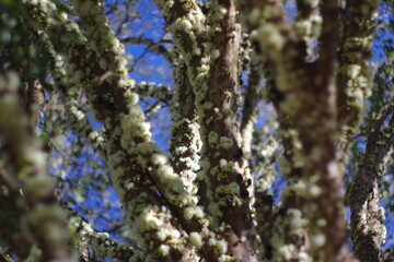 Perfume de jabuticabas