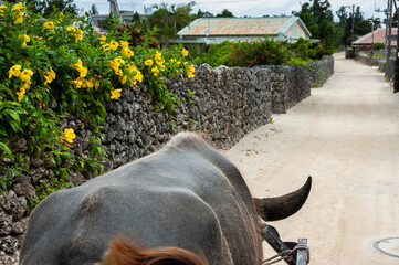Water buffalo carriage to stroll along Taketomi island village streets full of allamanda flowers.