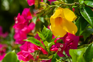 Some yellow alamanda flowers growing on the coral stone wall and pink bougainvilleas composing the blurred background. Taketomi Island.
