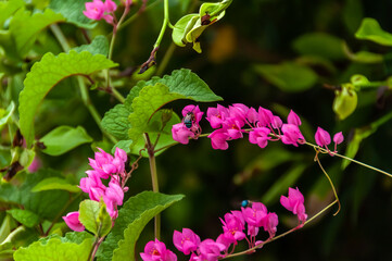 Fototapeta premium A cute blue banded bee (Amegilla cingulata) feeding on a bougainvillea flower. Taketomi Island.