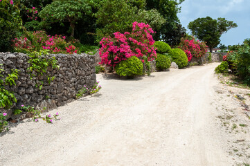Traditional sand streets of the village of Taketomi with boganvilias flowers along the way....