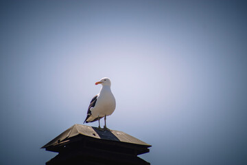 white stork in the nest