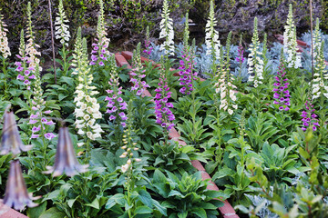 garden foxgloves  © posh