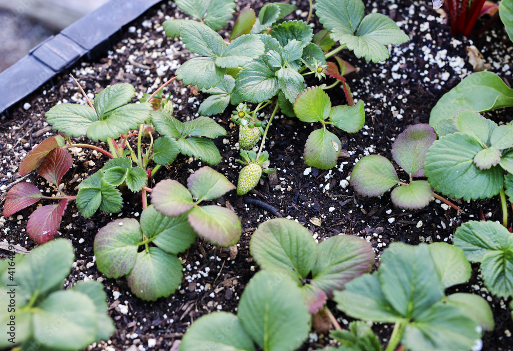 Wall mural strawberry seedlings