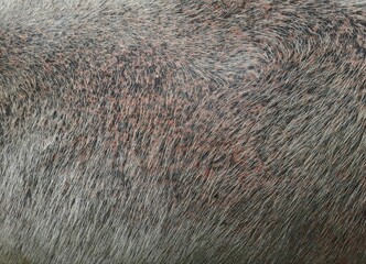 close up of fur