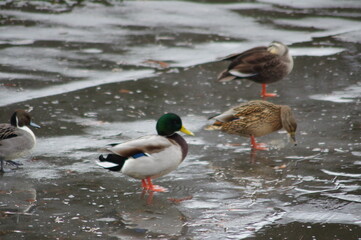 愛らしいシルエット、冬の使者、水辺のアイドル鴨