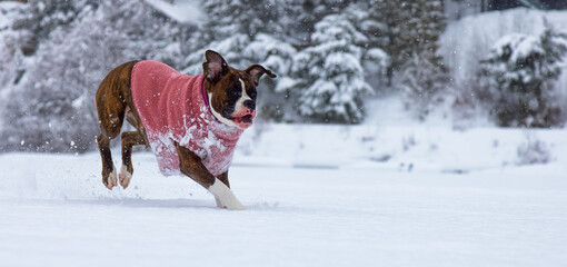 Adorable Boxer Dog playing in a snow covered frozen lake during winter time. Alta Lake, Whistler, British Columbia, Canada.