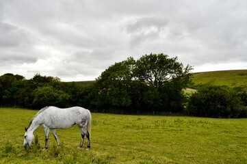 Fototapeta premium Beautiful Grey Dappled Pony Grazes in Middle of Green Field, Osmington, Dorset
