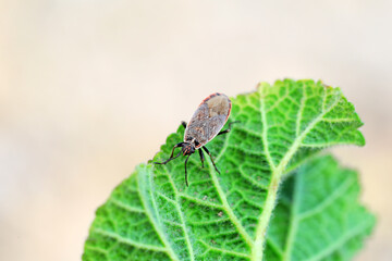 Bugs crawling on green leaves, North China