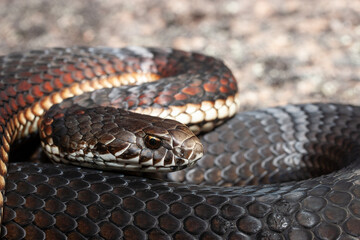 Highlands Copperhead snake in curled position