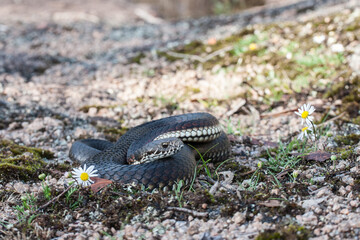 Close up of Australian Highlands Copperhead snake
