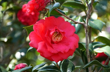 Beautiful red flower of Camellia Japonica 'Mathotiana Rubra'