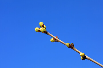 Pear buds in the background of blue sky, North China