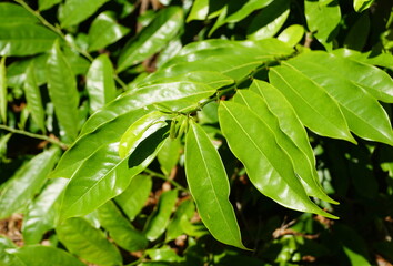 Green leaves of Climbing Ylang Ylang tropical plant