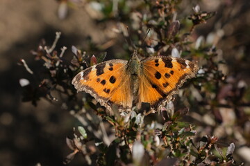 Obraz premium キタテハ。春の蝶。A comma butterfly (Polygonia c-album), Japan.