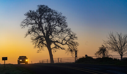 Silhouette of an oak tree at sunrise with car and headlights near Jefferson, Oregon