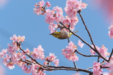 満開の河津桜とメジロ。Beautiful Japanese Cherry Blossoms and Japanese White-eye, Spring time Japan